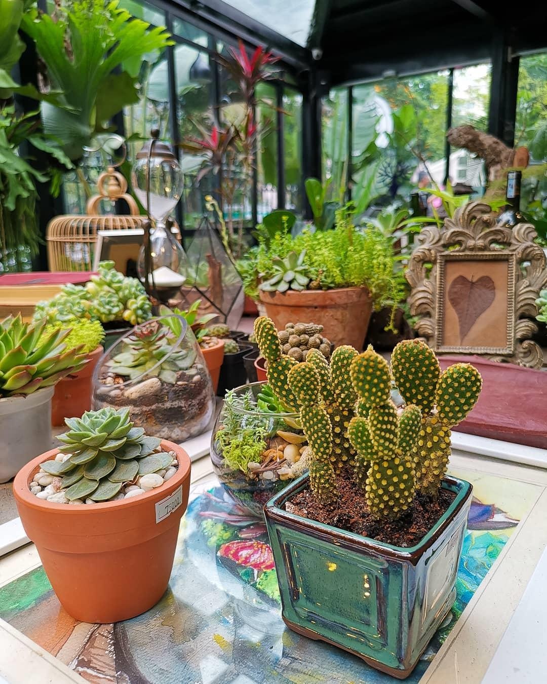 ca phe cay o Ha Noi anh 18