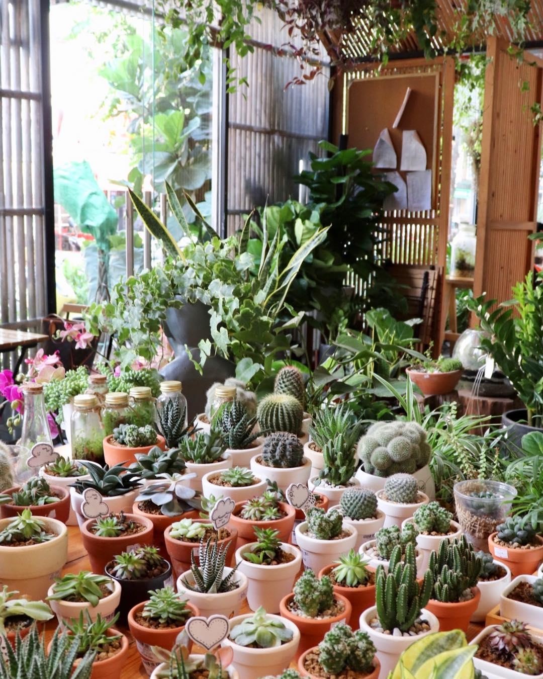 ca phe cay o Ha Noi anh 10