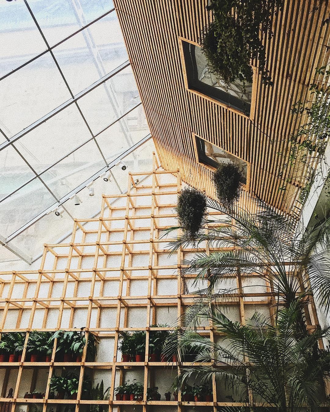 ca phe cay o Ha Noi anh 13