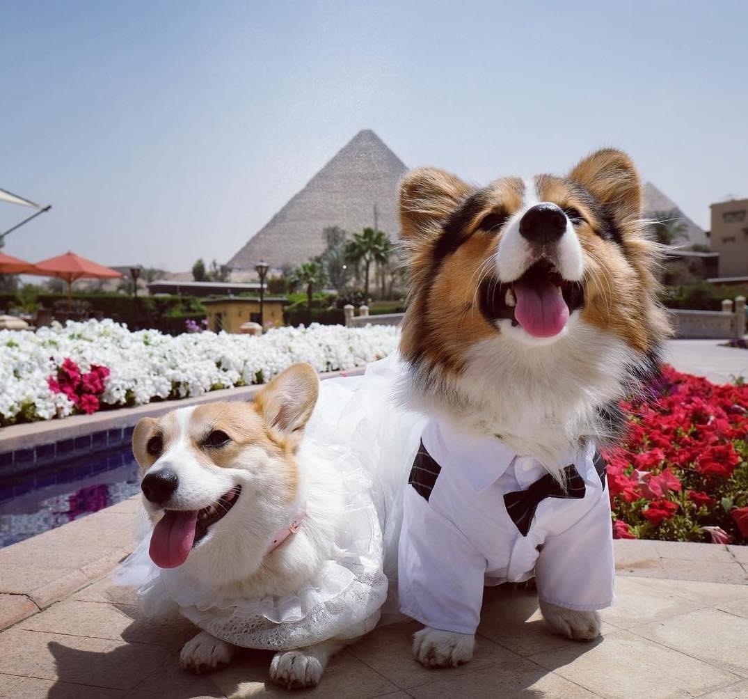 2 cho corgi di du lich anh 1