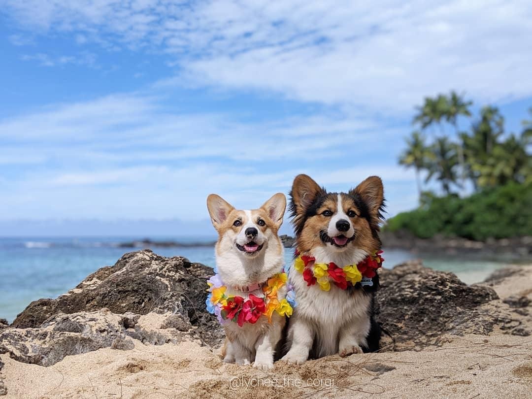 2 cho corgi di du lich anh 7