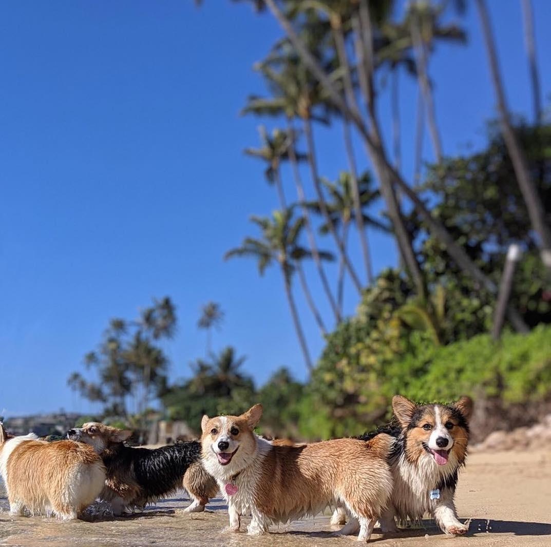 2 cho corgi di du lich anh 8