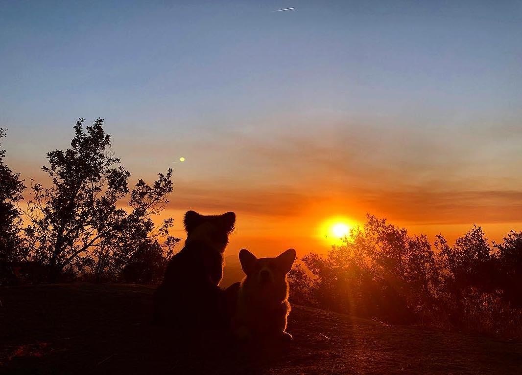 2 cho corgi di du lich anh 20