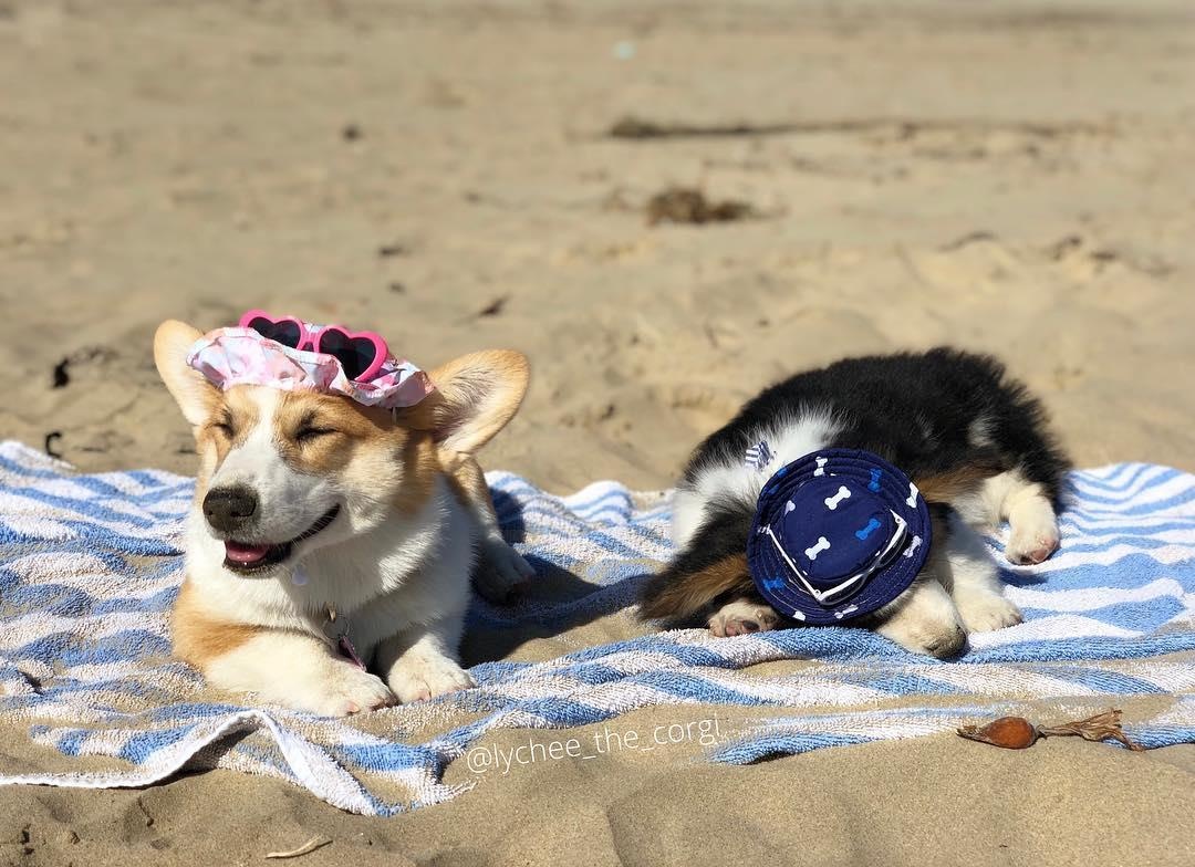 2 cho corgi di du lich anh 13