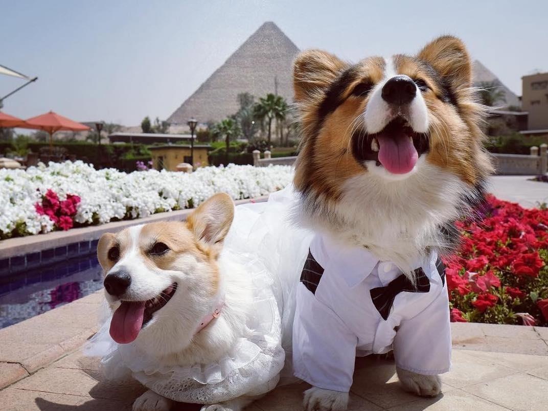 Anh cuoi o Ai Cap cua 2 cho Corgi luon theo chu di muon noi hinh anh