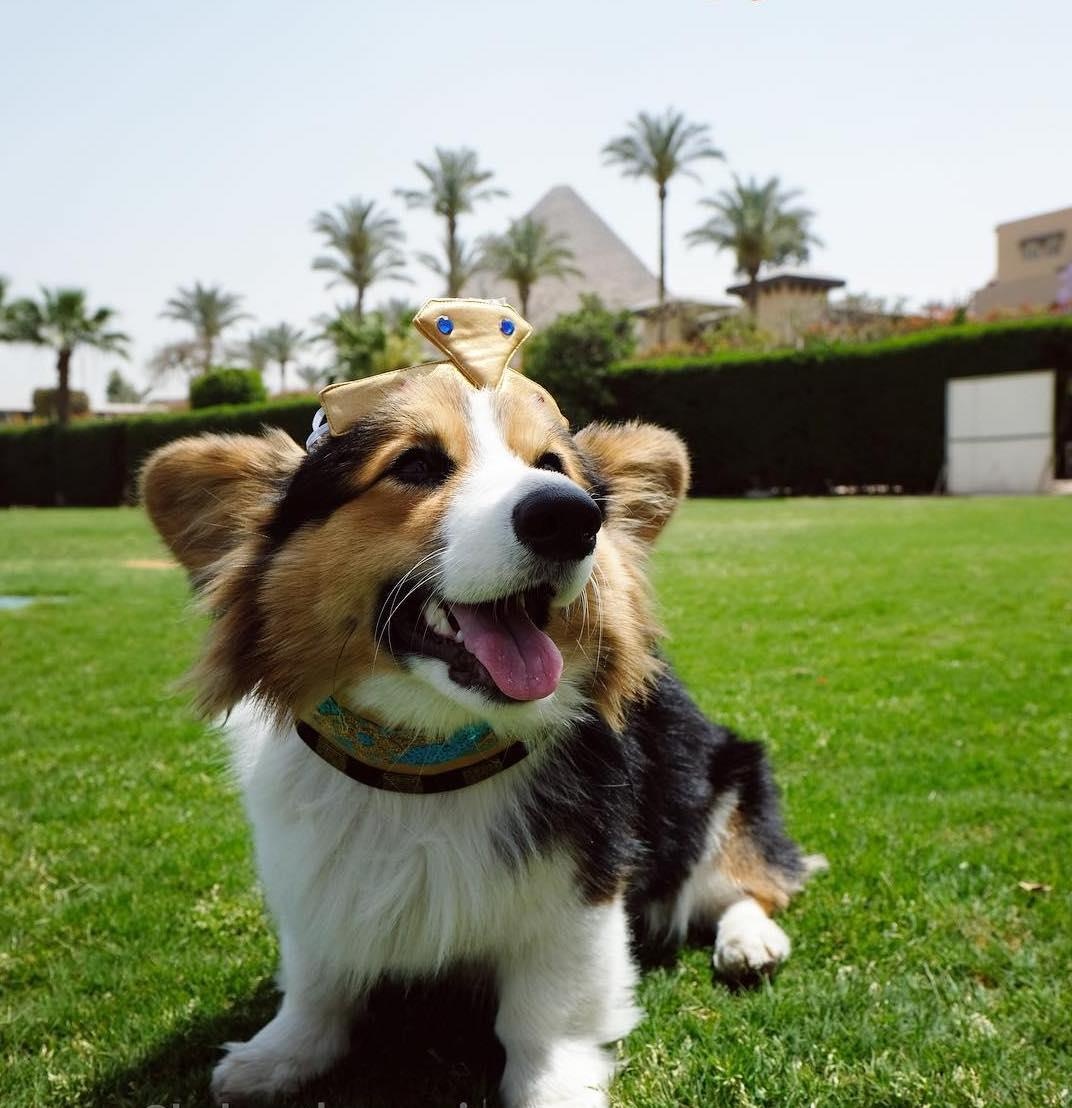 2 cho corgi di du lich anh 3