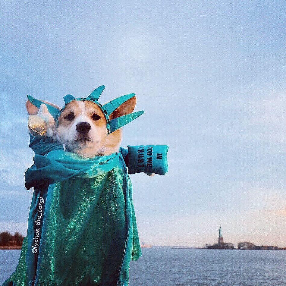 2 cho corgi di du lich anh 4