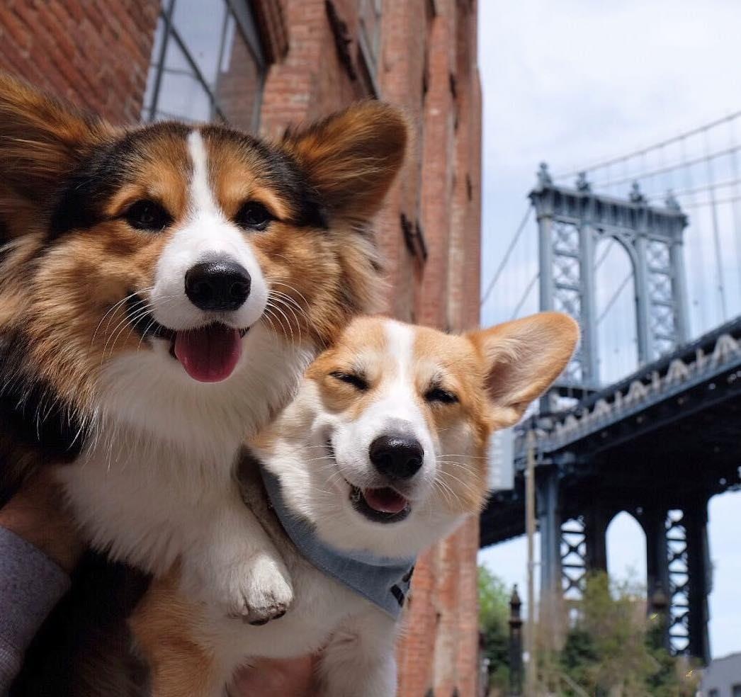 2 cho corgi di du lich anh 5