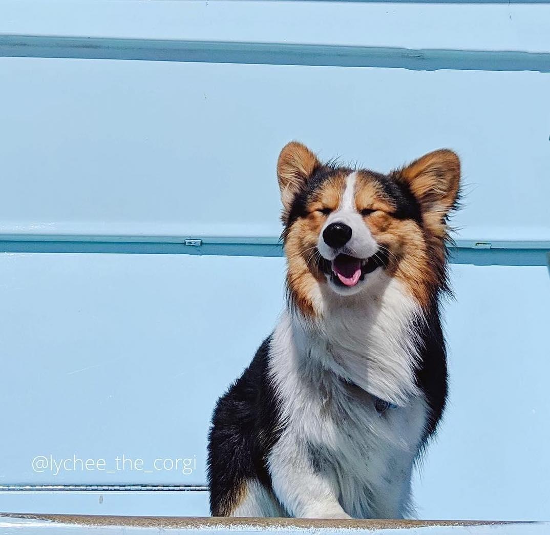 2 cho corgi di du lich anh 6