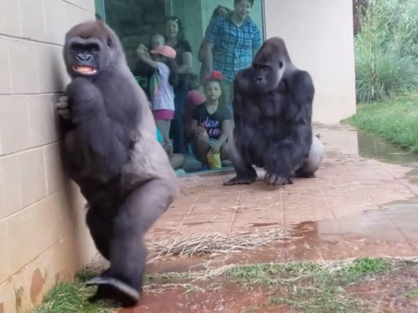 Du khach thich thu xem khi dot tru mua voi bieu cam bat ngo hinh anh