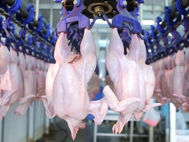 Day chuyen so che ga cong nghiep hien dai o nuoc ngoai hinh anh