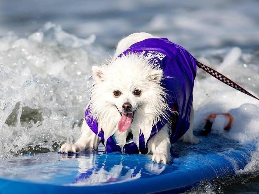 Phoc soc luot song chuyen nghiep tren bien lon hinh anh