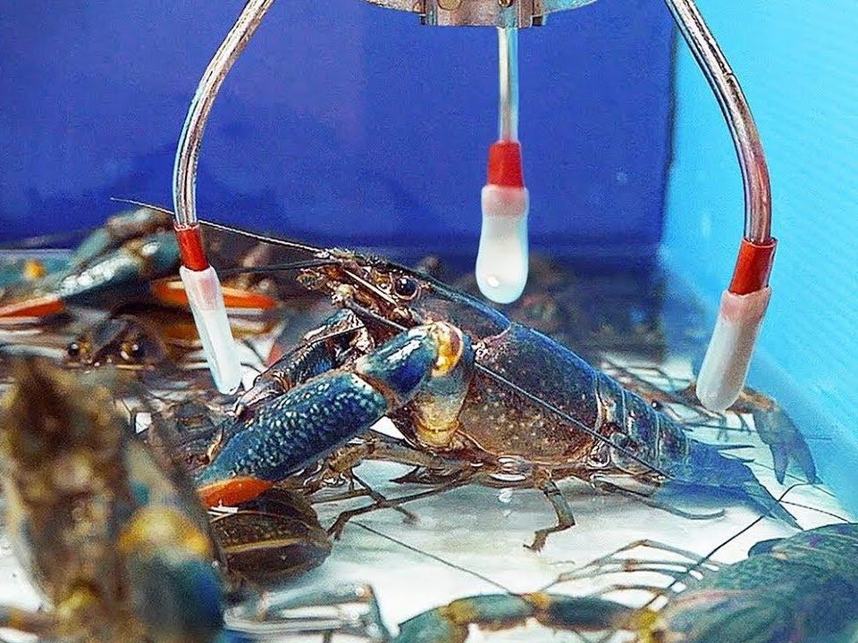 May gap tom hum hut thuc khach yeu hai san o Dai Loan hinh anh