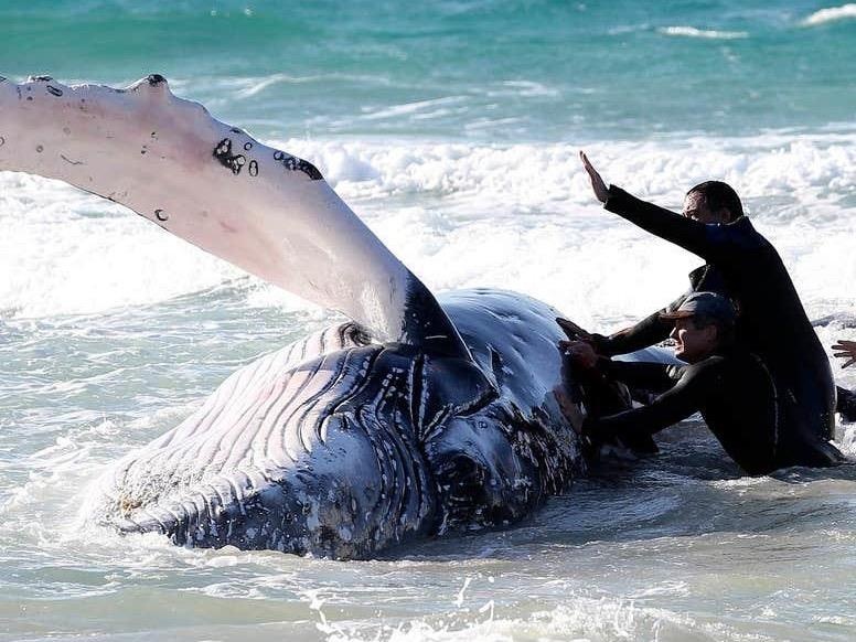 Hang tram nguoi dap khan lanh, huy dong may keo cuu ca voi mac ket hinh anh