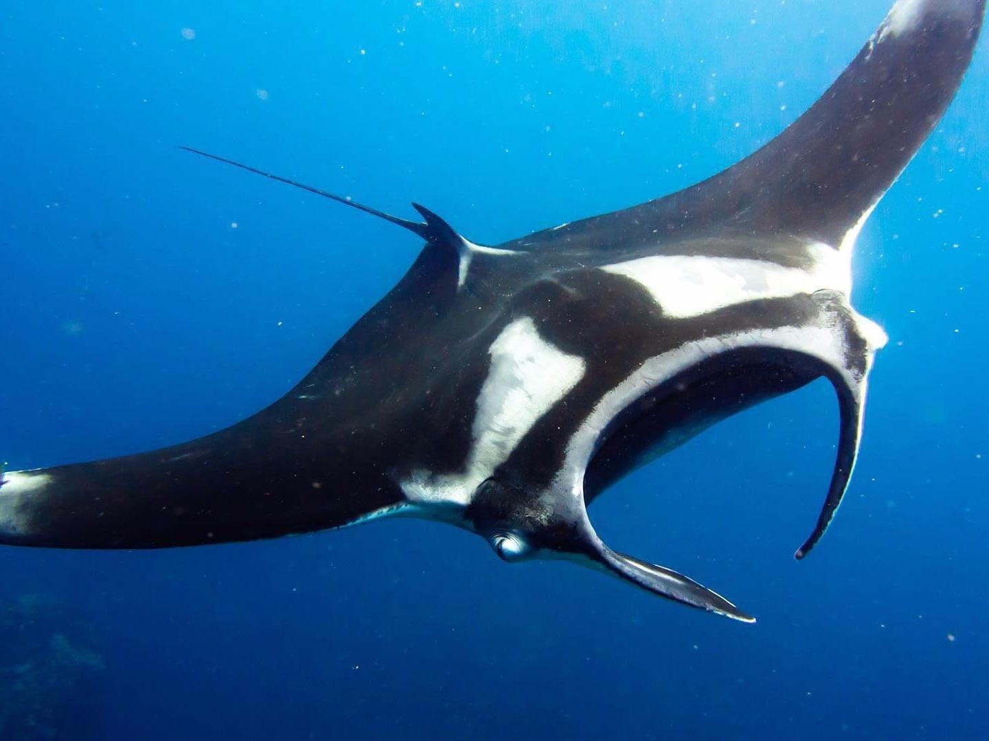 Ca duoi khong lo sai canh 7 m khien du khach tram tro hinh anh