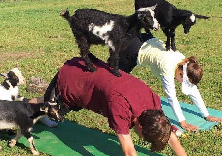 Trai nghiem tap yoga voi de hinh anh