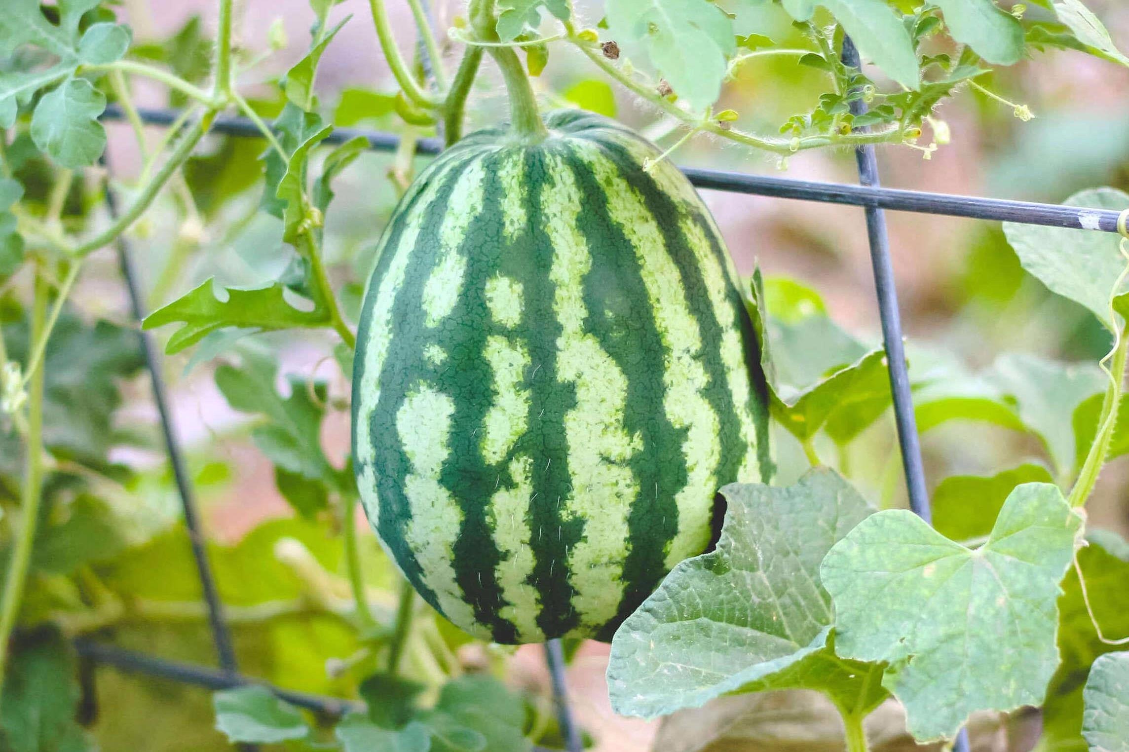 Doc dao vuon treo dua hau ti hon o Han Quoc hinh anh