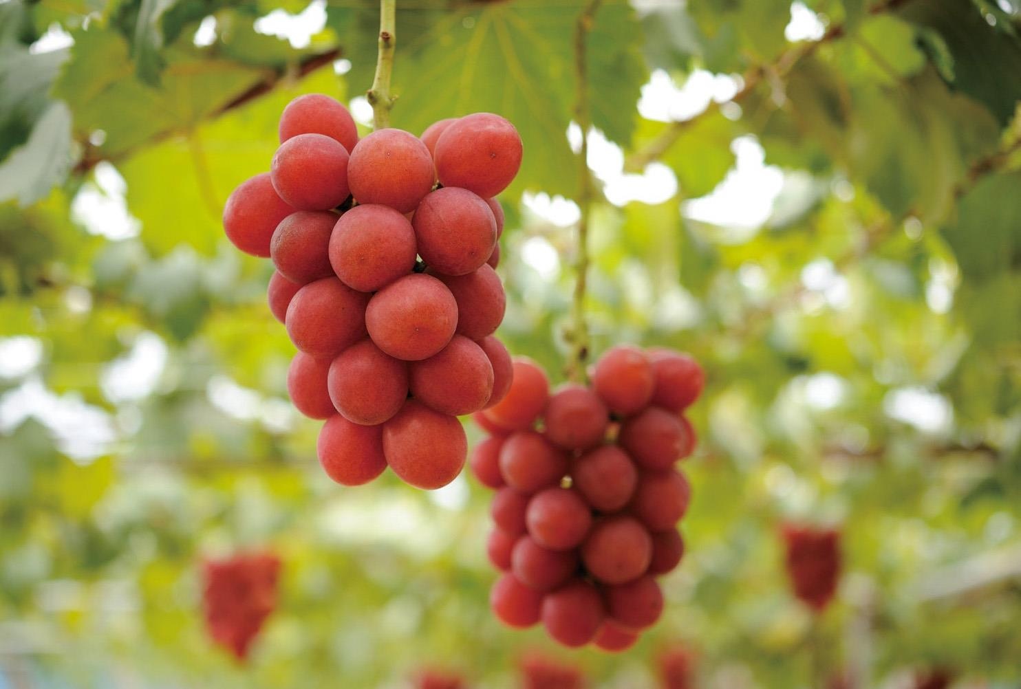 trái cây Nhật Bản giá nghìn USD ảnh 3 trai cay Nhat Ban gia nghin USD anh 3