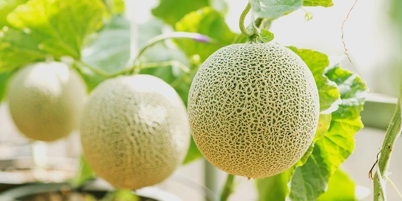 trái cây Nhật Bản giá nghìn USD ảnh 1 trai cay Nhat Ban gia nghin USD anh 1