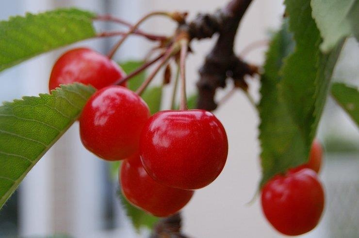 trái cây Nhật Bản giá nghìn USD ảnh 8 trai cay Nhat Ban gia nghin USD anh 8