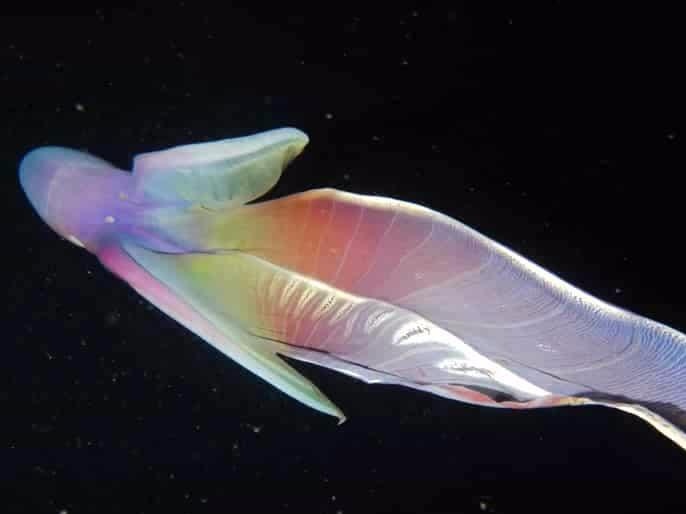 Bach tuoc cau vong hiem co dai 2 m boi duoi day bien Philippines hinh anh