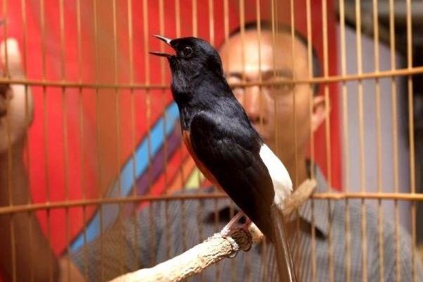 Cuoc thi tieng hot hay thu hut hang tram con chim o Singapore hinh anh