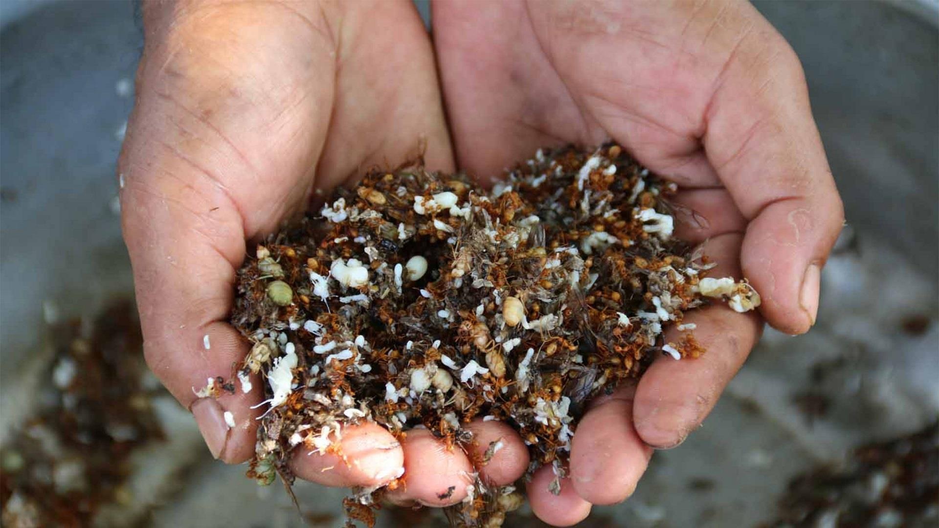 dac san muoi kien vang anh 1