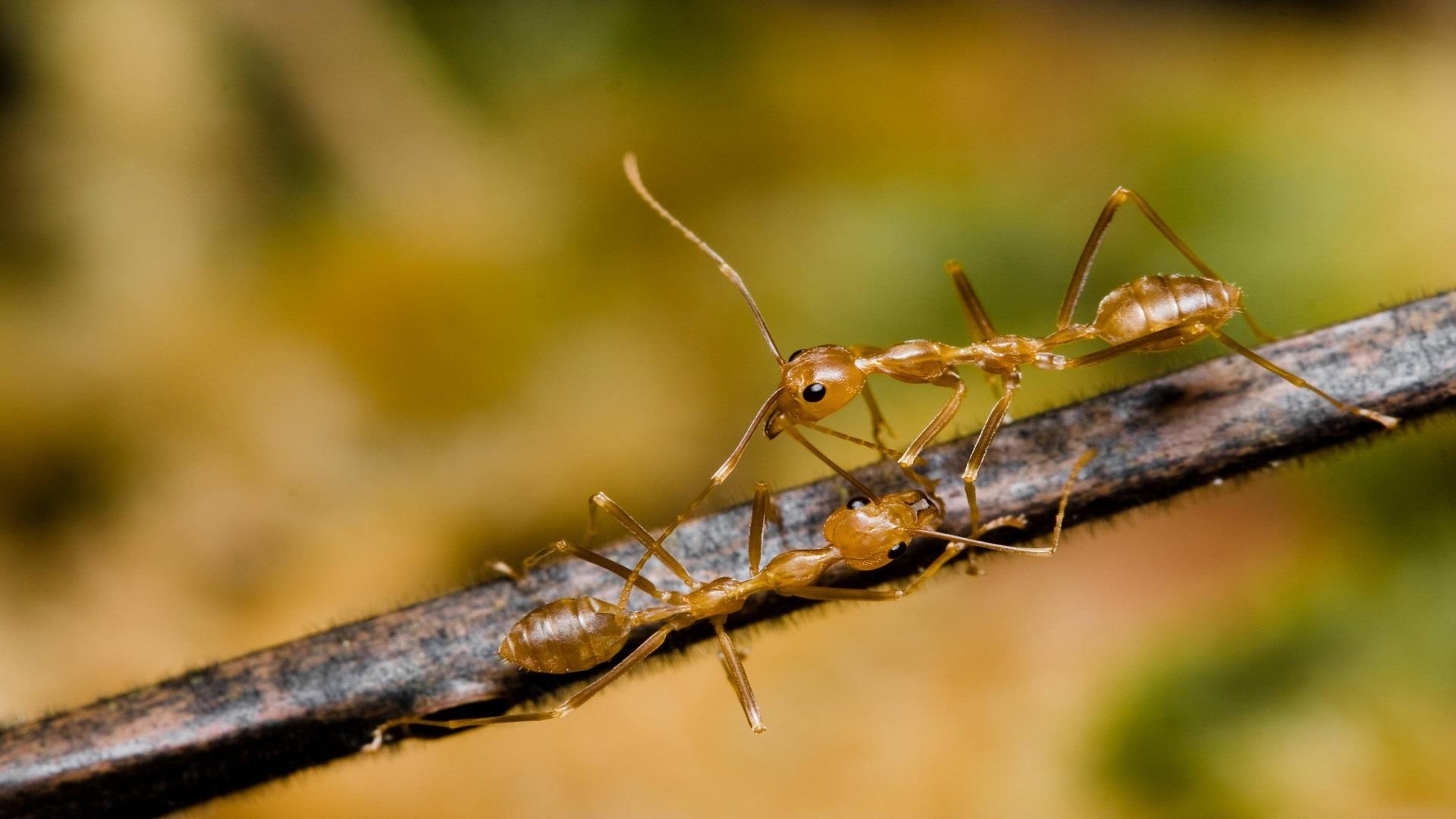 dac san muoi kien vang anh 2