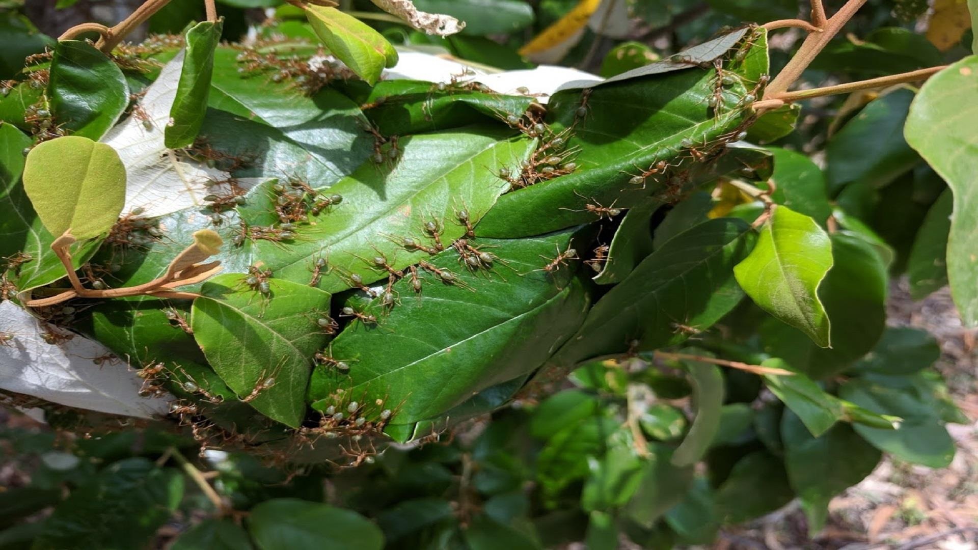 dac san muoi kien vang anh 3