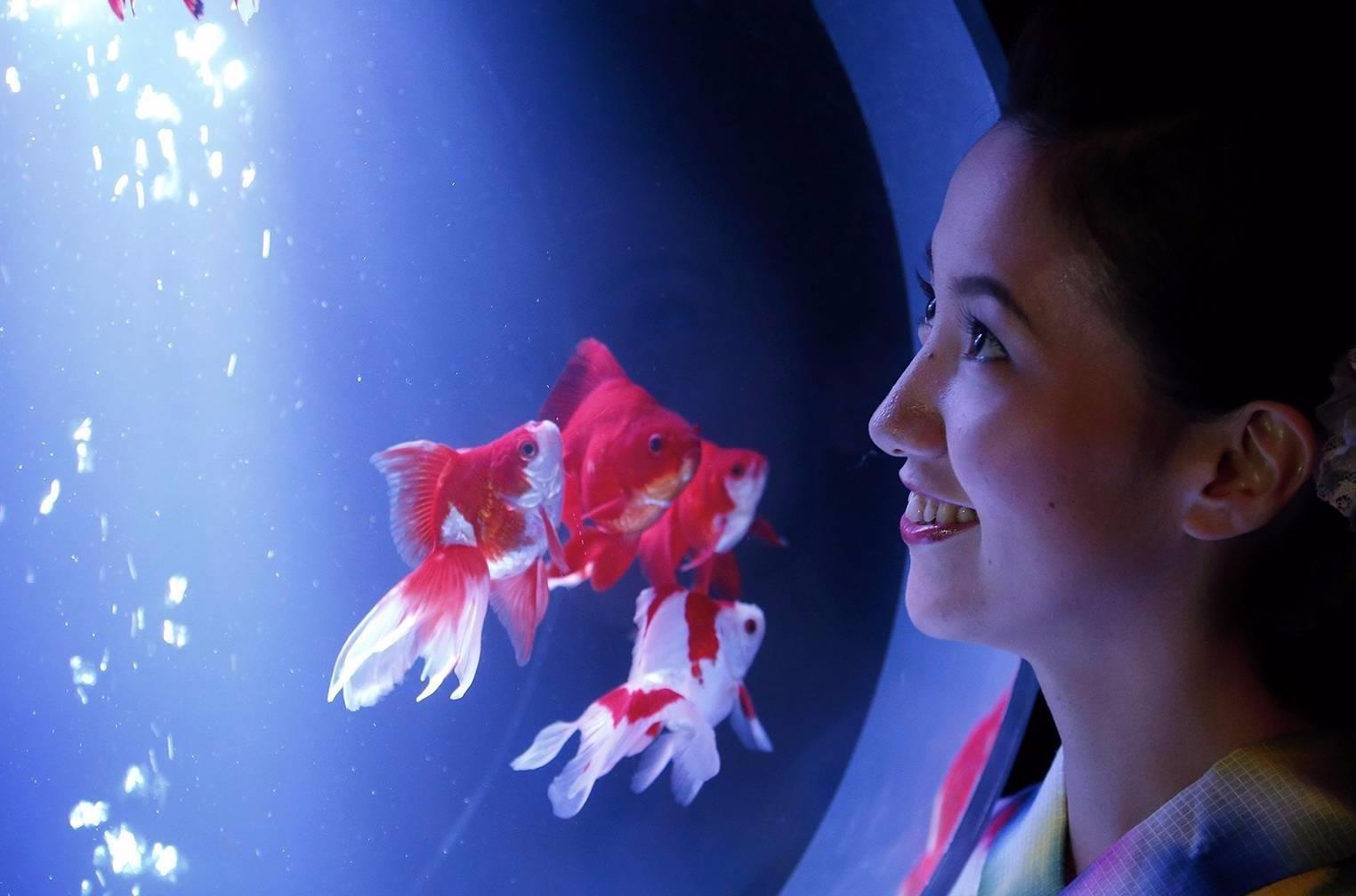 Gan 10.000 con ca trong trien lam thuy cung nghe thuat o Nhat Ban hinh anh