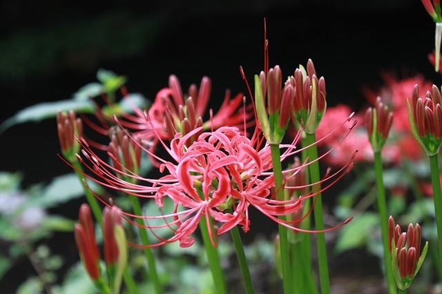 Hoa bi ngan hut hon khach du lich den Nhat Ban co y nghia gi? hinh anh