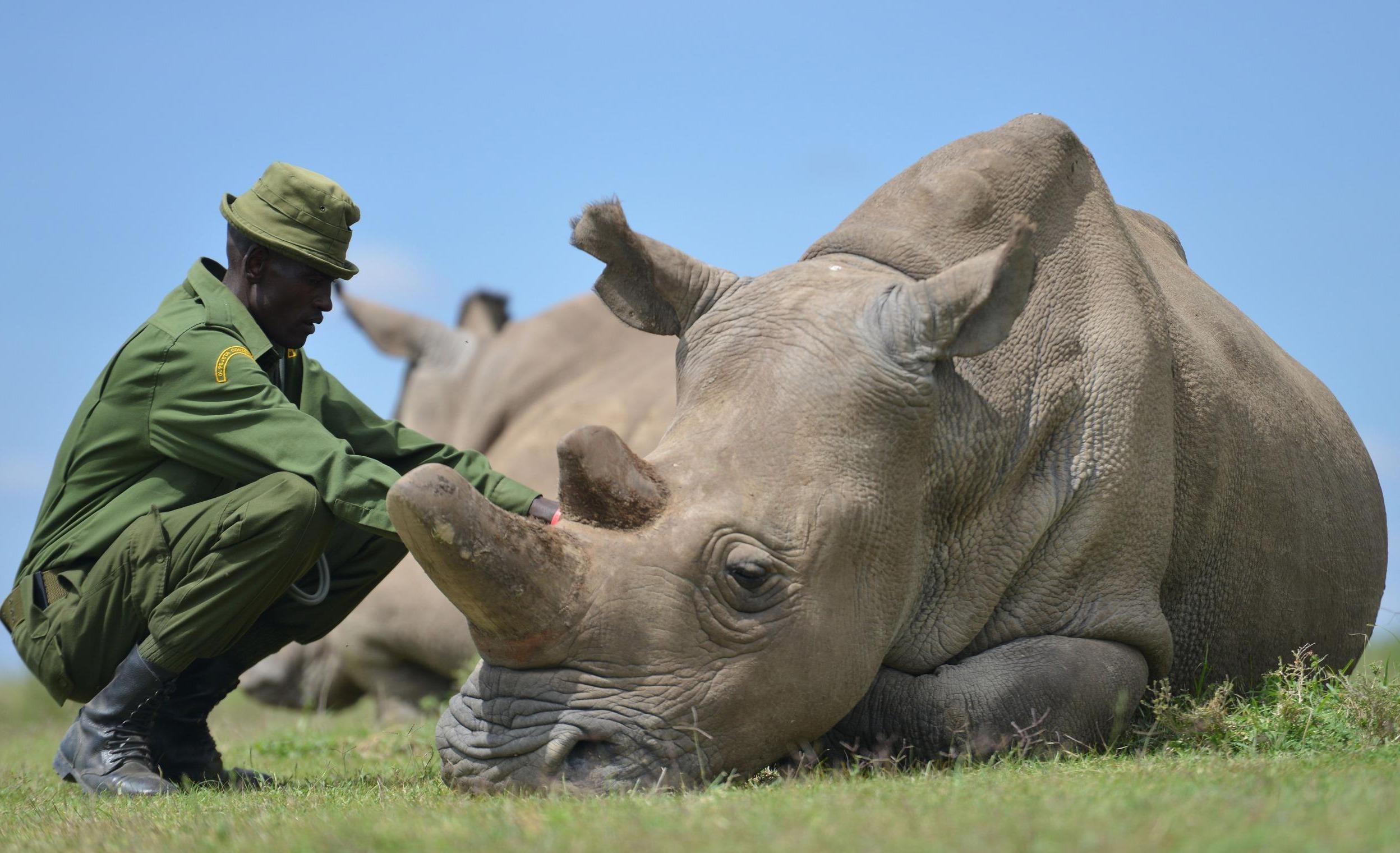 Hai te giac trang quy hiem cuoi cung tren Trai Dat hinh anh
