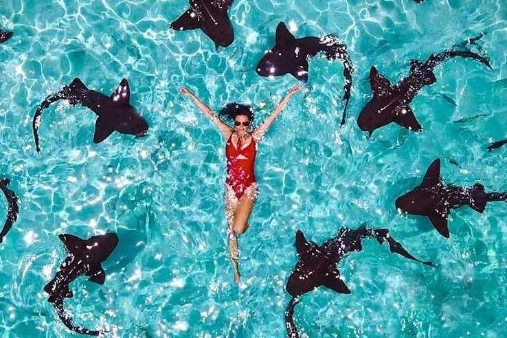 Mao hiem boi cung ca map y ta giua bien Bahamas hinh anh