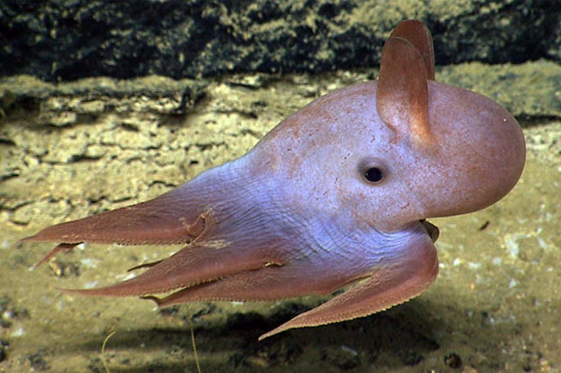 Bach tuoc dumbo quy hiem hinh dang giong nhan vat hoat hinh hinh anh