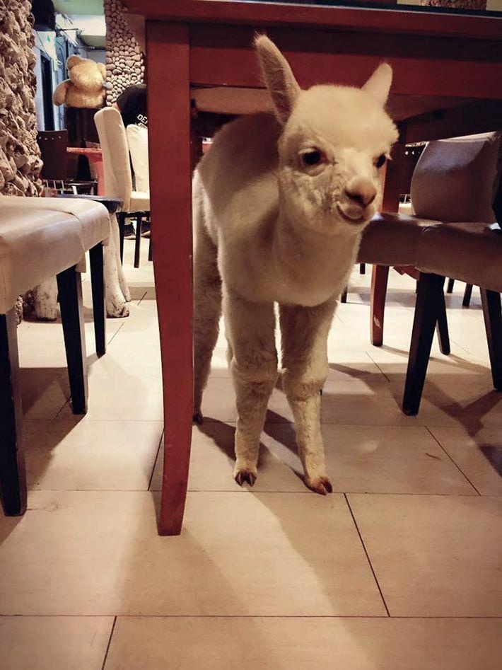 ca phe lac da Dai Loan anh 3