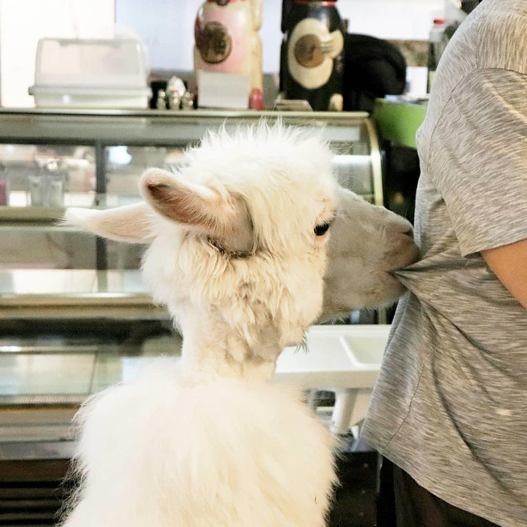 ca phe lac da Dai Loan anh 4