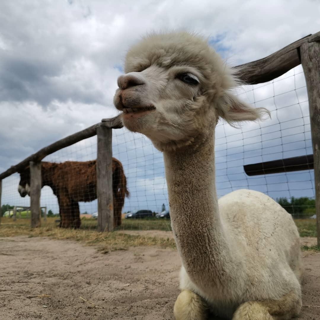 ca phe lac da Dai Loan anh 5