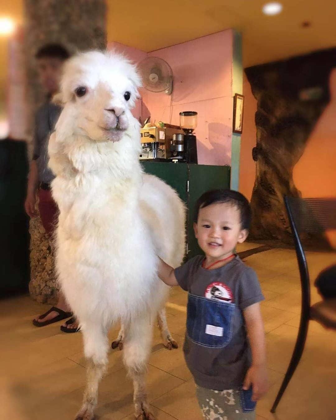 ca phe lac da Dai Loan anh 8