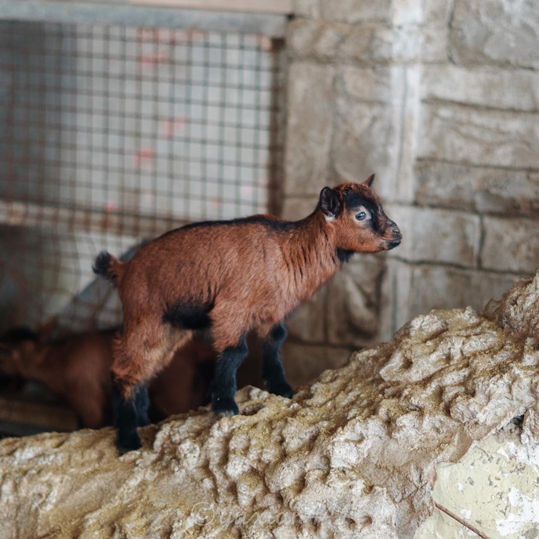 ca phe lac da Dai Loan anh 11