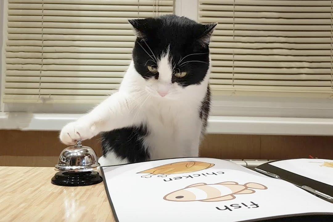 Meo 'IQ vo cuc' biet an chuong goi do an hinh anh