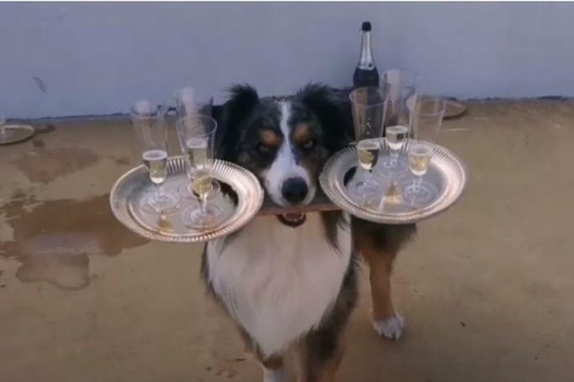 Cho mang 6 ly Champagne khong roi vo o Italy hinh anh