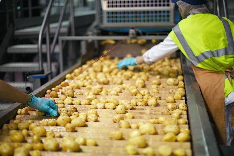 Quy trinh san xuat snack khoai tay trong nha may lon nhat the gioi hinh anh