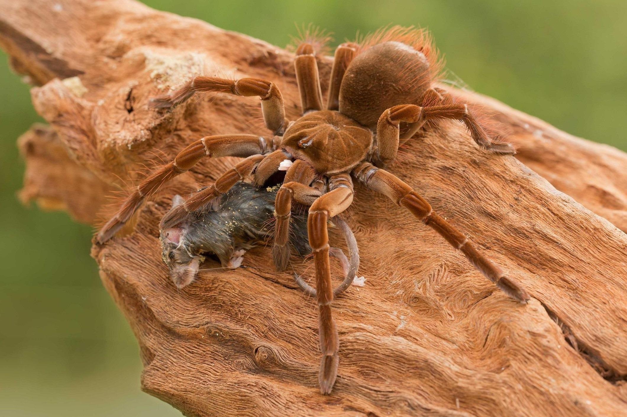 Cach san moi cua loai nhen dai 30 cm, lon nhat the gioi hinh anh