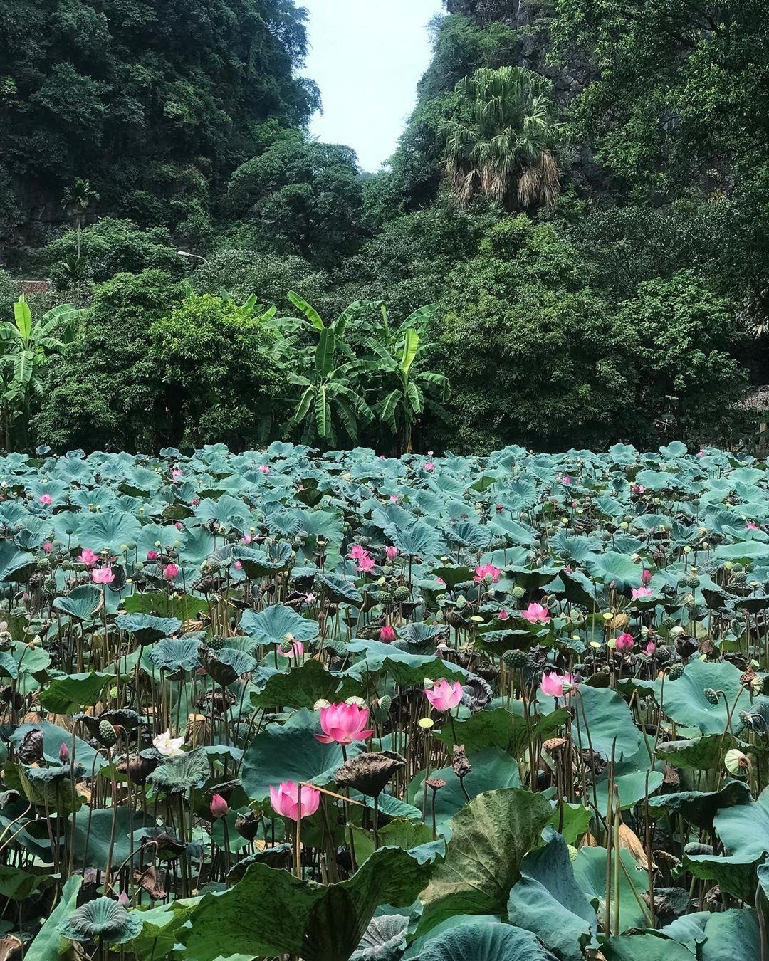 ho sen Hang Mua anh 12