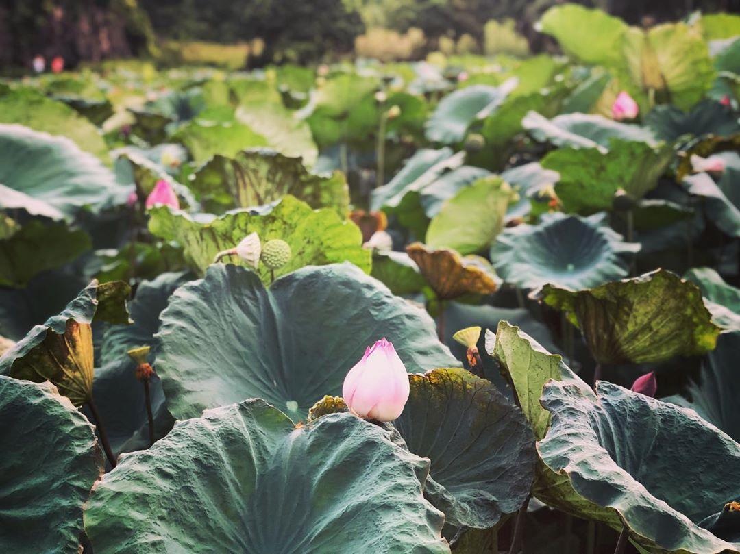 ho sen Hang Mua anh 2