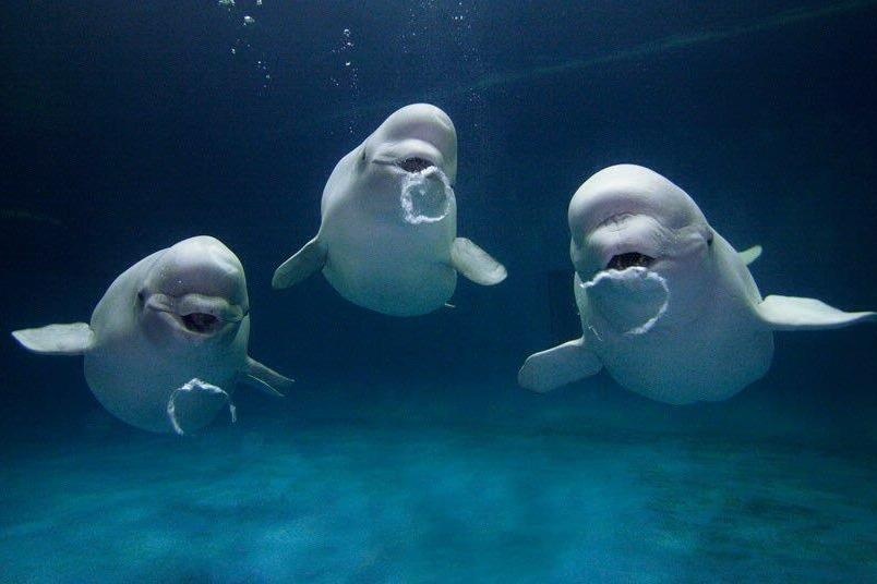 Canh 800 con ca voi trang di cu tim noi sinh san hinh anh