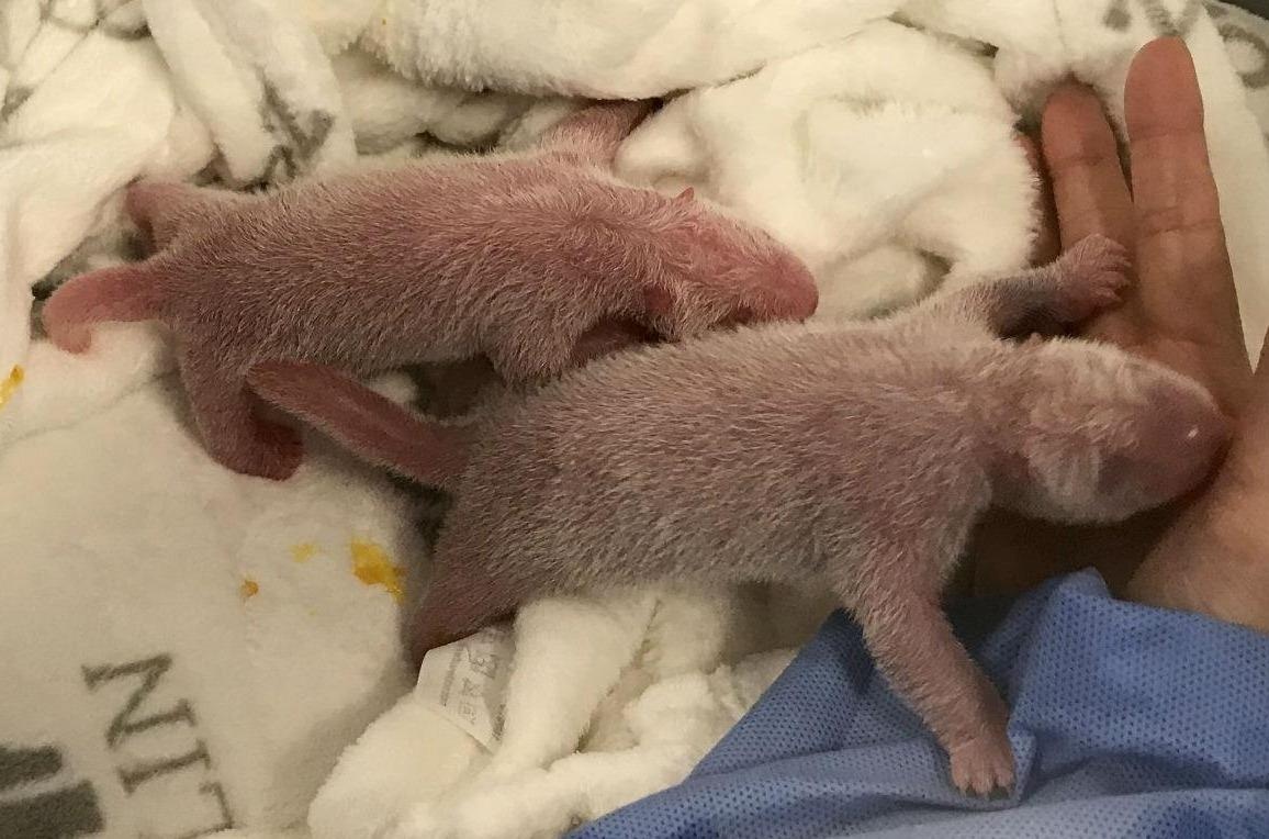 Cap gau truc song sinh hiem gap ra doi o Duc hinh anh