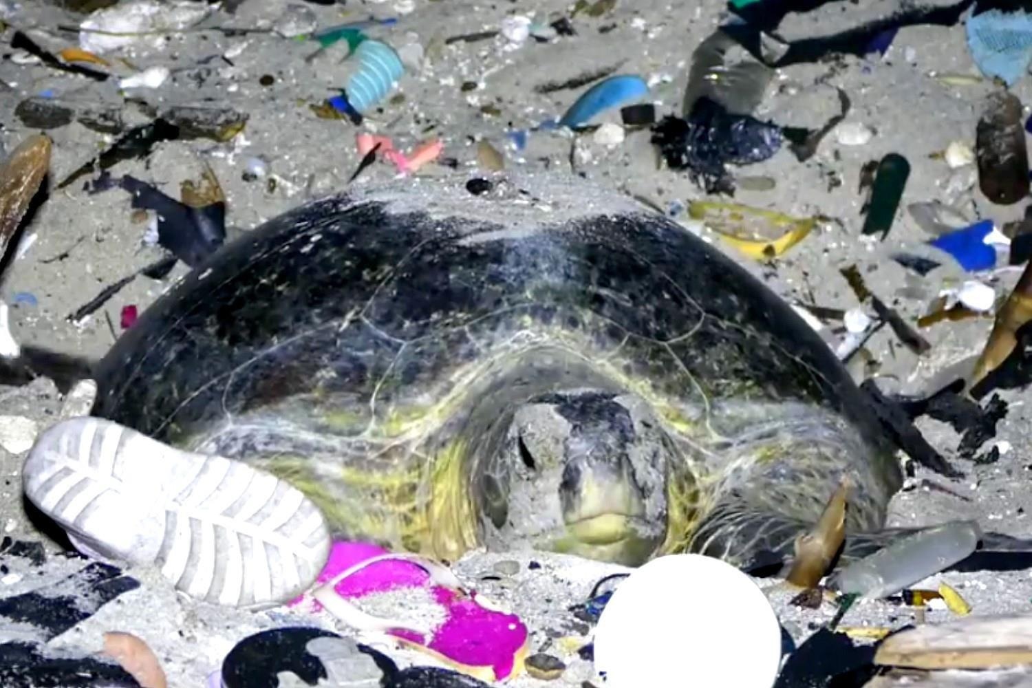 Rua me va dan con no luc sinh ton giua rac thai nhua hinh anh