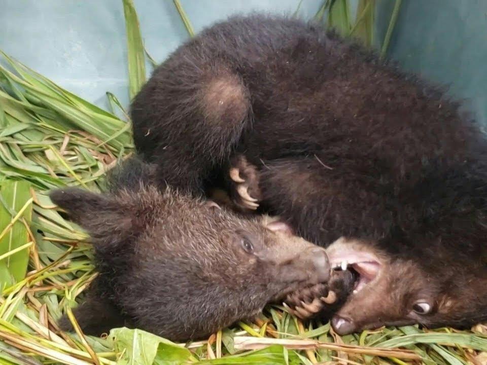 Giai cuu 5 gau ngua con bi nuoi lay mat o Lao hinh anh