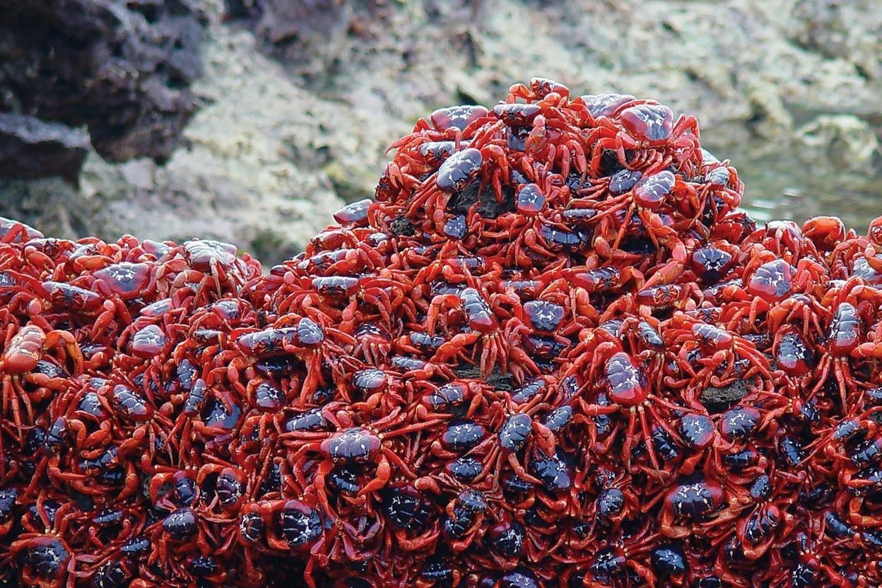 50 trieu con cua nhuom do dao Giang Sinh o Australia hinh anh